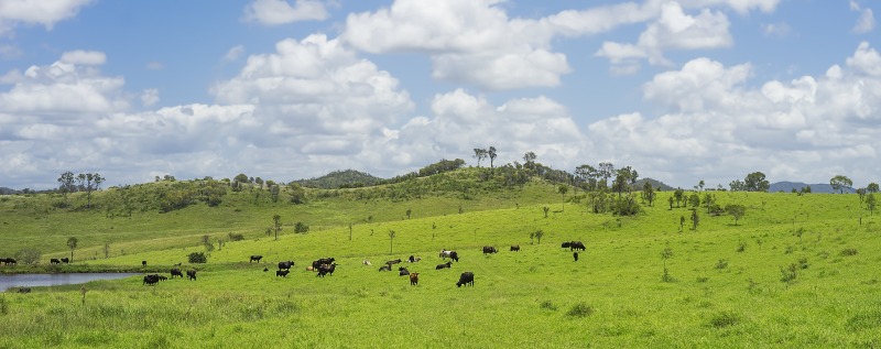 cattle-in-paddock